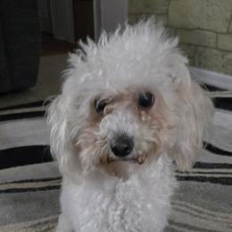 Maci - Maltipoo