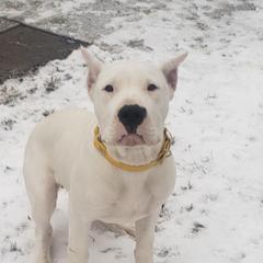 Dogo Argentino Puppies from Amy Collins
