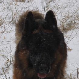 Legend - German Shepherd