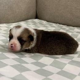 Stella - Brindle and white female American Corgi puppy in Waco, Texas from The Comma Corgis