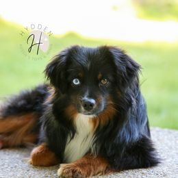 Miniature Australian Shepherd and Toy Australian Shepherd Puppies from Hydden Aussies