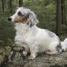 Kenna - Dachshund