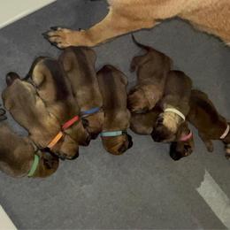 General wait  list spot application - Red sable male Belgian Malinois puppy in Dewy Rose, Georgia from Rolling G Kennels