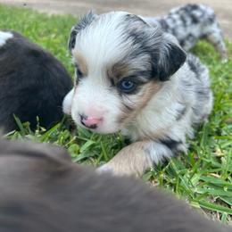 Willa - Blue merle female Miniature Australian Shepherd puppy in North Richland Hills, Texas from Hailey's Miniature Australian Shepherds