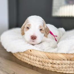 Posie - Parti female Goldendoodle puppy in Moses Lake, Washington from Macy Meadows Doodles