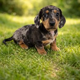 Elf - Dapple male Dachshund puppy in Anaconda, Montana from Williams Family Dachshunds