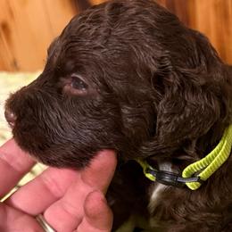Jiffy - Brown and white female Sheepadoodle puppy in Chesapeake, Virginia from Doodle-Cove