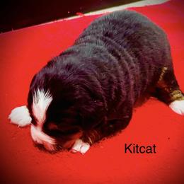 Kit-Kat - Black rust and white female Bernese Mountain Dog puppy in Strasburg, Ohio from Lois Allison