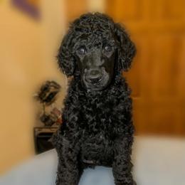 Aotrom - Black male Poodle puppy in Vail, Arizona from Semper Poodelis