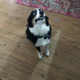 Toy Australian Shepherd All Grown Up from The Ranch of the Sun Toy Aussies