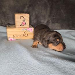 Boy 2 - Dapple male Dachshund puppy in Valrico, Florida from Bloomin Doxies