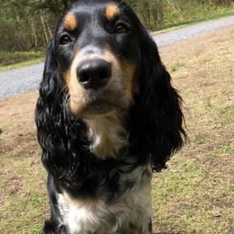 Harlow - English Springer Spaniel