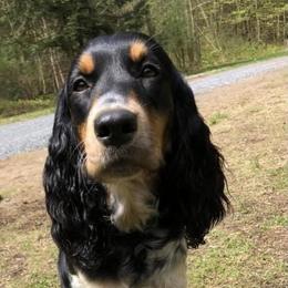 Harlow - English Springer Spaniel