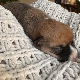 Iris - Red female Pembroke Welsh Corgi puppy in Springfield, Missouri from Hansen Corgis