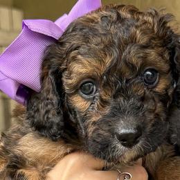 Aussiedoodles from Glo’s Aussiedoodles