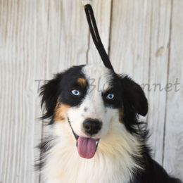 Miniature American Shepherd puppies from Texas Bluebonnet Herders