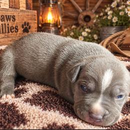 Alfred - Blue male American Bully puppy in El Paso, Texas from PaPaws Gotta Love It Kennels