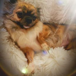 Hailey - Chihuahua