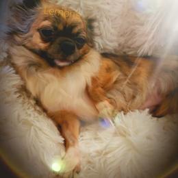 Hailey - Chihuahua