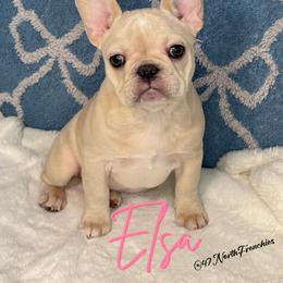 Elsa - Blue female French Bulldog puppy in Spokane, Washington from 47 North Frenchies, LLC