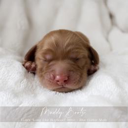 Puppy 1 - Brown white and tan male Cockapoo puppy in Savannah, Georgia from Vino and Vespa Doodles