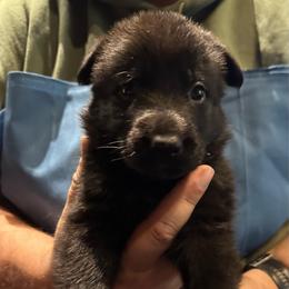Girl 4 - Black female German Shepherd puppy in Londonderry, New Hampshire from Rusak Shepherds / Wiley Hill Shepherds