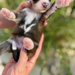 Lovey - Sable female Bernedoodle puppy in Russellville, Arkansas from Crossgate Doodles