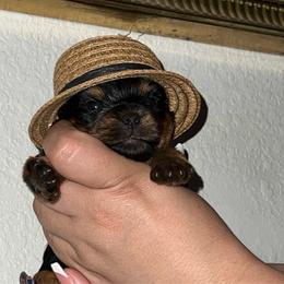 Jen's boy - Black and gold male Yorkshire Terrier puppy in Las Vegas, Nevada from Lala’s Pups