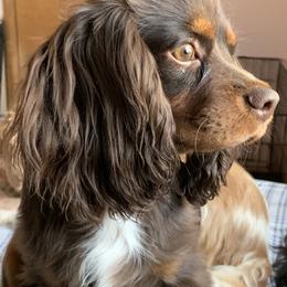 Peanut - Cavalier King Charles Spaniel