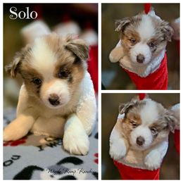 Puppy 7 - Red merle male Miniature American Shepherd puppy in Ellensburg, Washington from Wiggle Rump Ranch