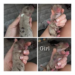 Annie - Chocolate merle female Bernedoodle puppy in Rising Sun, Indiana from Ruby Lane Doodles