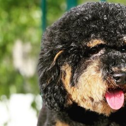 Bernedoodles, Goldendoodles, and Poodles from Jackie Fellingham