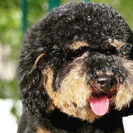 Bernedoodles, Goldendoodles, and Poodles from Jackie Fellingham