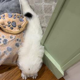 Border Collie Puppies from Hidden Creek