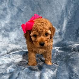 Chloe toy Goldendoodle - Red  female Poodle puppy in Tennessee Colony, Texas from Poodle an Doodles 3:16