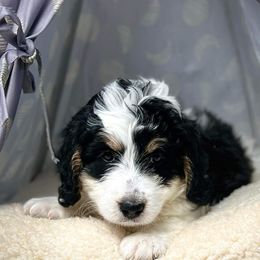 Bernedoodle Puppies from Bernedoodle Bunch