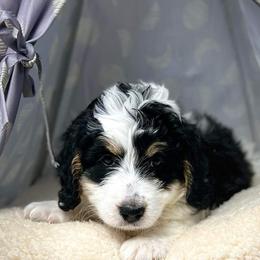 Bernedoodle Puppies from Bernedoodle Bunch