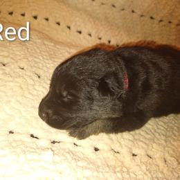 Red - Black and tan male German Shepherd puppy in Dawsonville, Georgia from Vom Aussenseiter