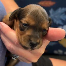 Spirit - Red male Dachshund puppy in Clarksdale, Mississippi from Bo Didley's Doxies