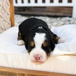 Tulip - Tri-color female Bernedoodle puppy in Wamego, Kansas from Doodles of Oz
