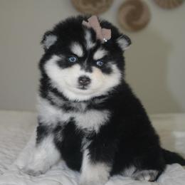 Tammy 1895 - Gray and white female Pomsky puppy in Apple Creek, Ohio from Kathryn Troyer