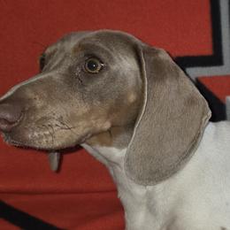 Dachshunds from Panhandle ckc dachshunds