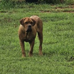 MMA BORDEAUX Black Mamba Kobe - Mahogany male Dogue de Bordeaux puppy in Georgia from Magnificent Mastiffs of Atlanta