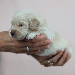 Wizard - Cream male Goldendoodle puppy in Pleasant Grove, Utah from Canterbury Canines