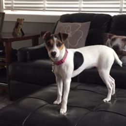 Stevie - Jack Russell Terrier