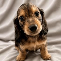 Walker - 2700 - Shaded Cream- Traveling to South Carolina - Cream male Dachshund puppy in Biloxi, Mississippi from Southern Doxies