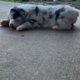 Australian Shepherd Puppies from DB Legends
