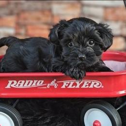 Franklin - Black and tan male Yorkshire Terrier puppy in Vancouver, Washington from Yorkastle Kennels