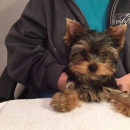 Yorkshire Terriers from Lakenheath Yorkies