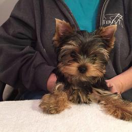 Yorkshire Terriers from Lakenheath Yorkies